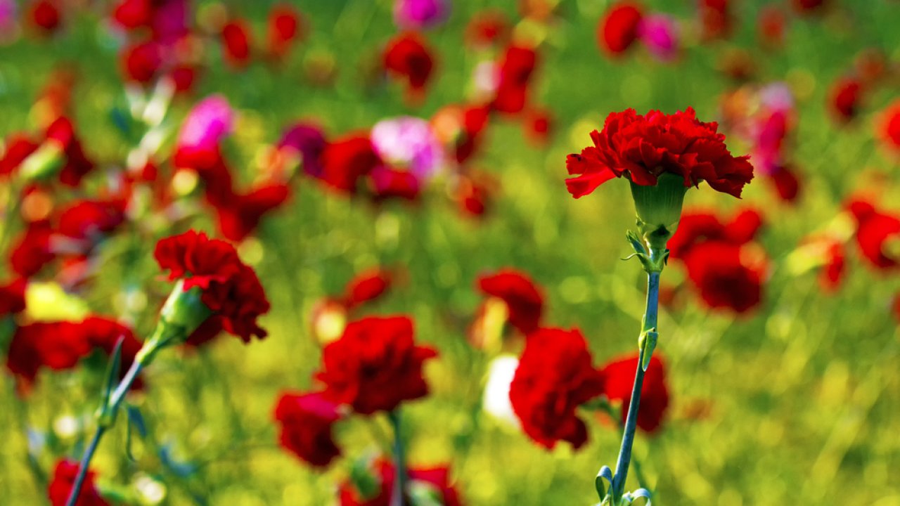 ТЕСТ к Восьмьму марта: как называется красный цветок