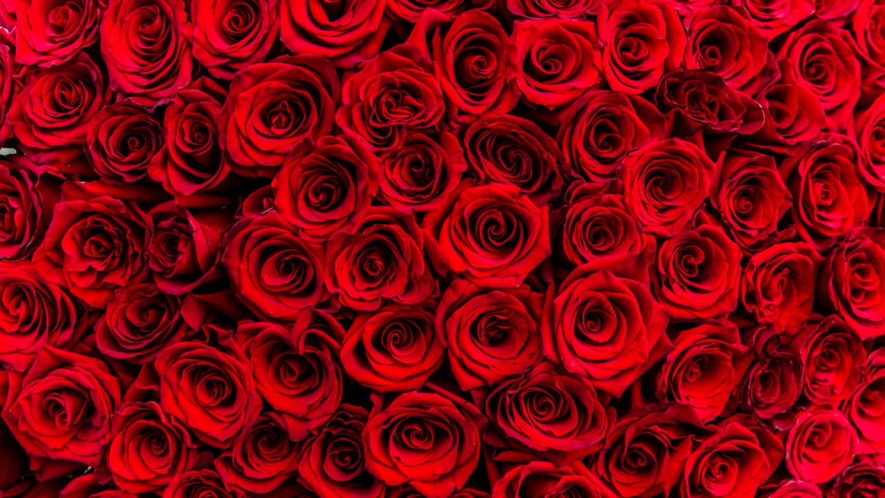 ТЕСТ к Восьмьму марта: как называется красный цветок