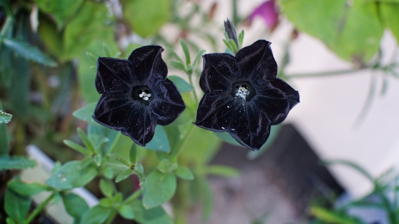 ТЕСТ: Угадайте чёрный цветок