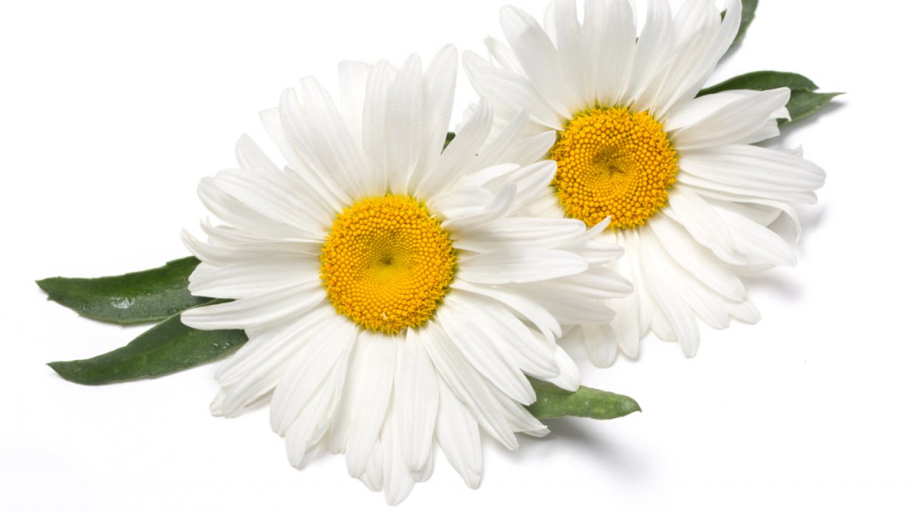 ТЕСТ: Угадайте белый цветок!