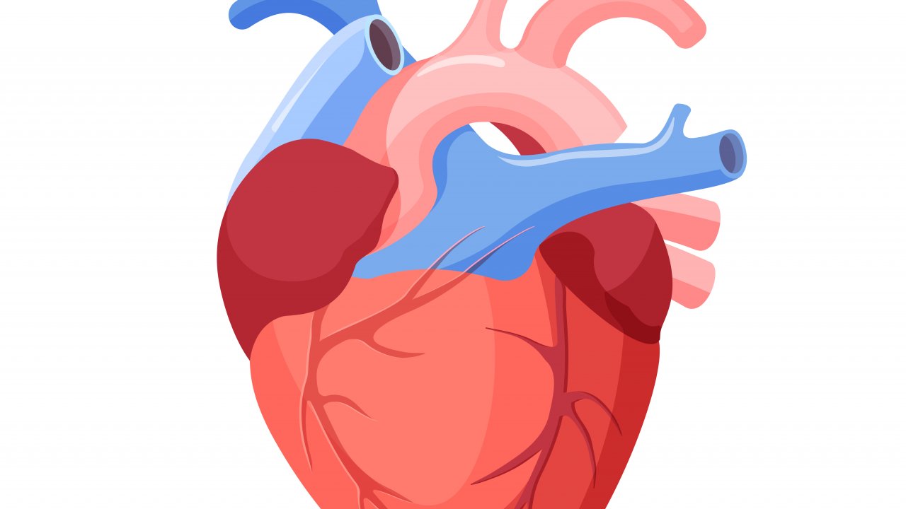 Сердечный ковид. Кровеносная система сердца. Сосуды сердца. Сердце и кровеносная система человека для детей.