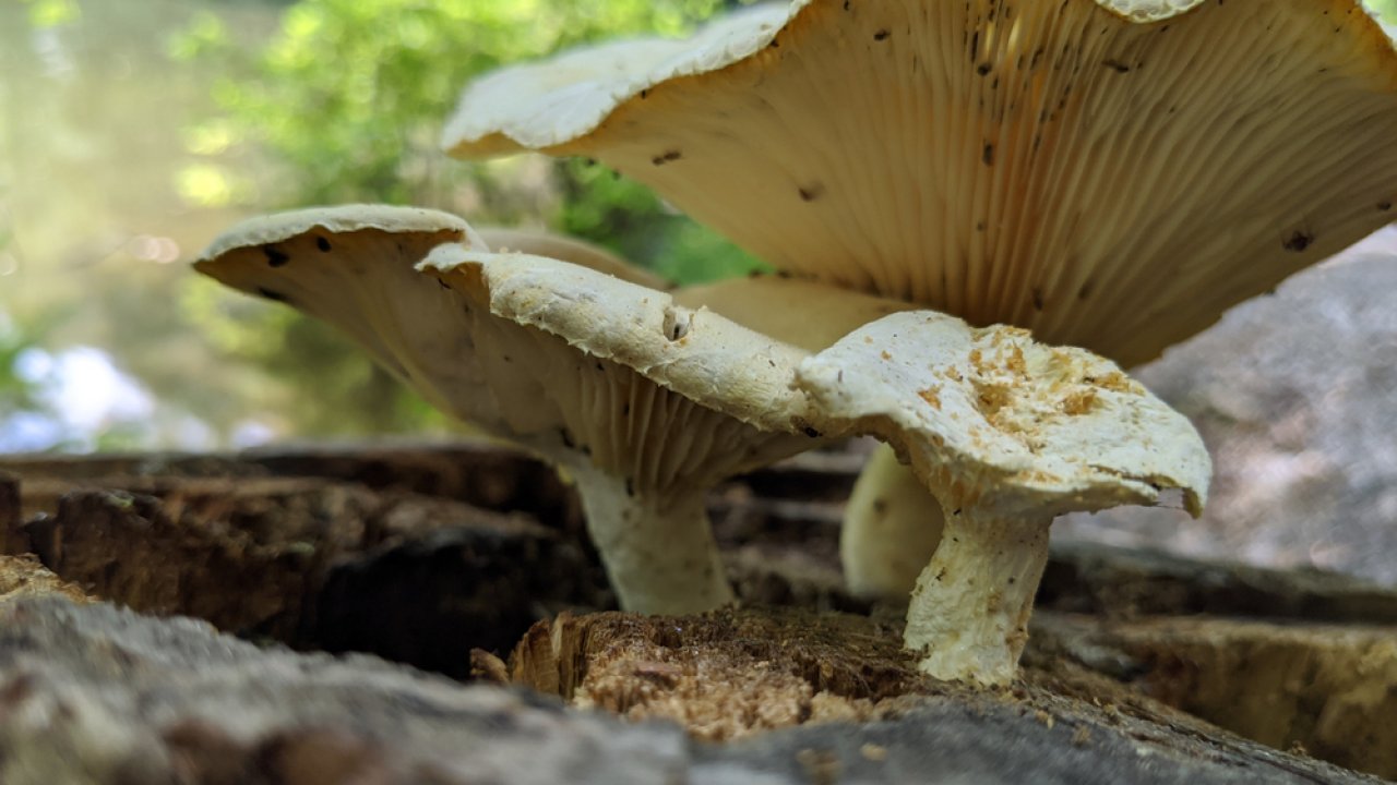 ТЕСТ: отличите ядовитый гриб от съедобного!