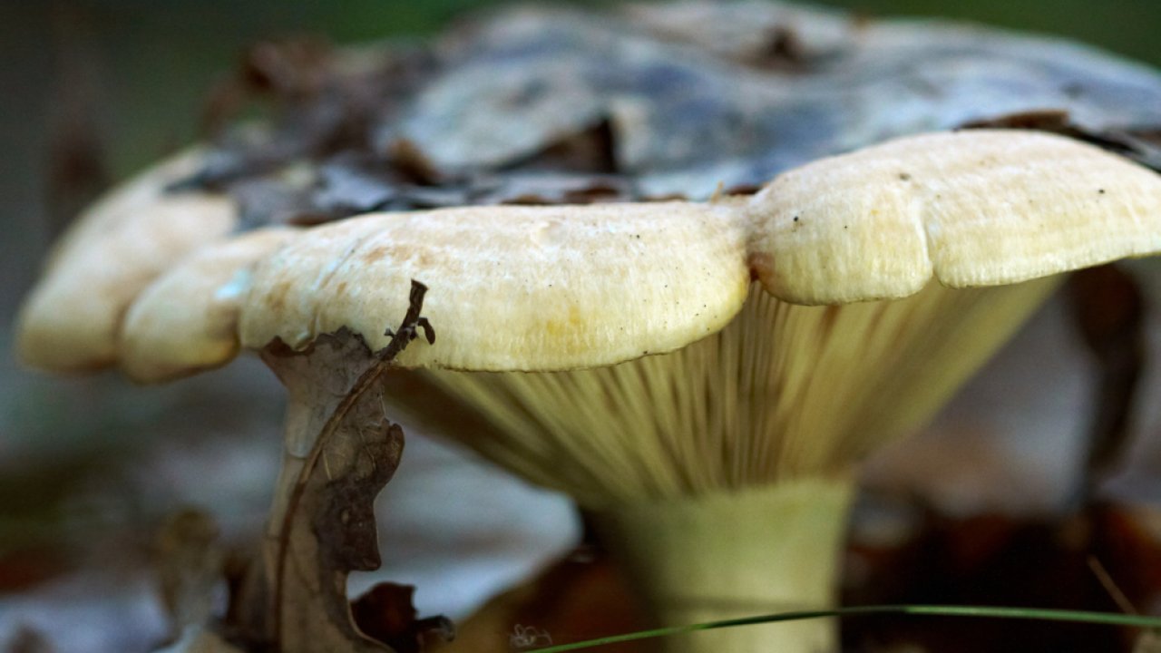 ТЕСТ: отличите ядовитый гриб от съедобного!