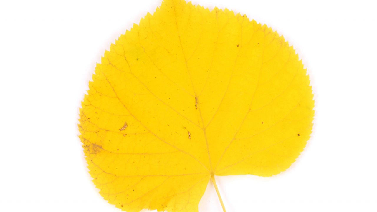 Легкий желтый лист. Дерево с желтыми листьями. Лист дерева желтого цвета. Желтый листочек на белом фоне. Желтые листья на белом фоне.