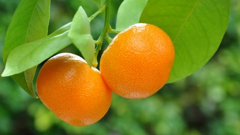 «Мандариновый» тест: что вы знаете о самом новогоднем фрукте?