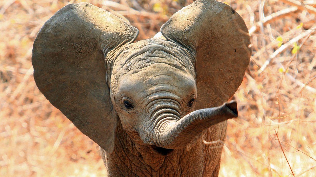 ТЕСТ! Много ли вы знаете о слонах? 