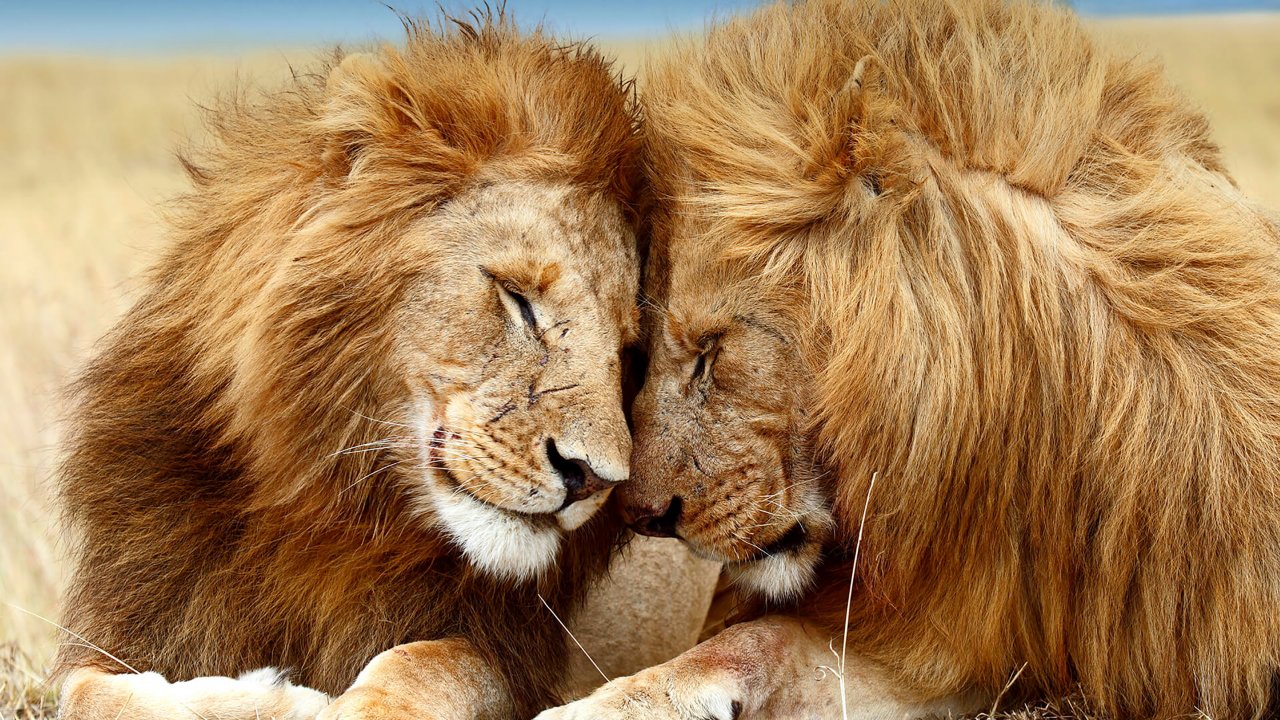 Тест. Настоящий царь зверей! Что вы знаете о львах?