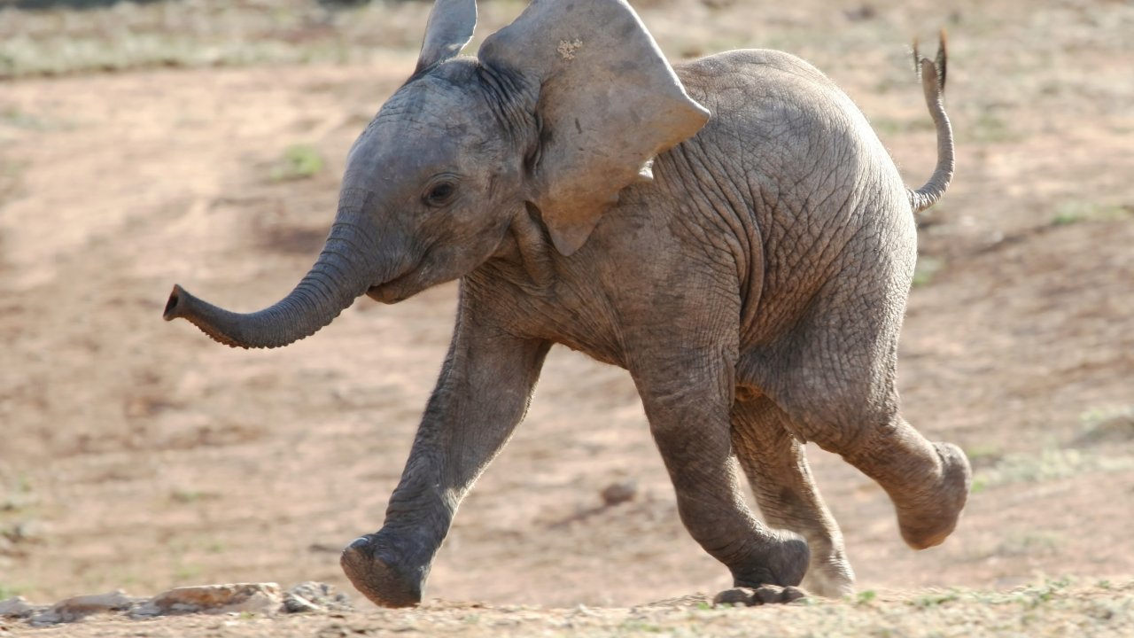 Разгадана тайна гибели сотен слонов в Ботсване