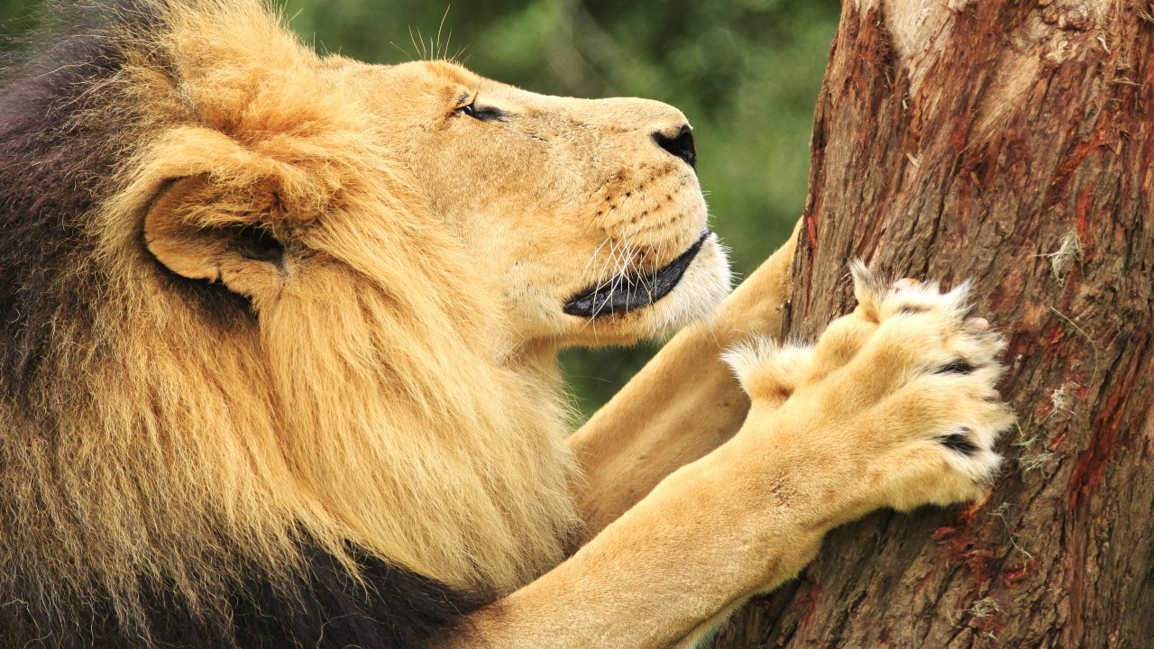 Тест. Настоящий царь зверей! Что вы знаете о львах?