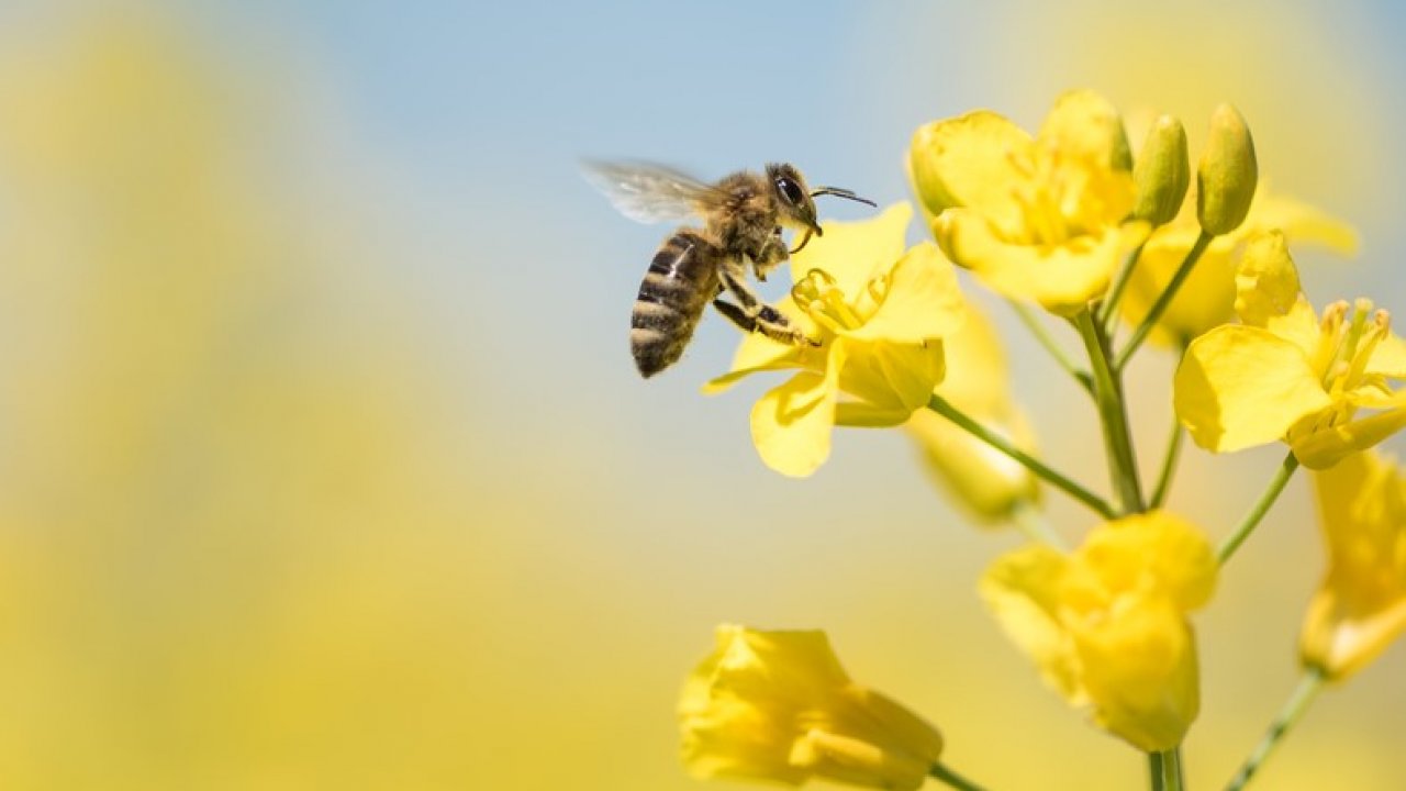 Много ли вы знаете о пчёлах?