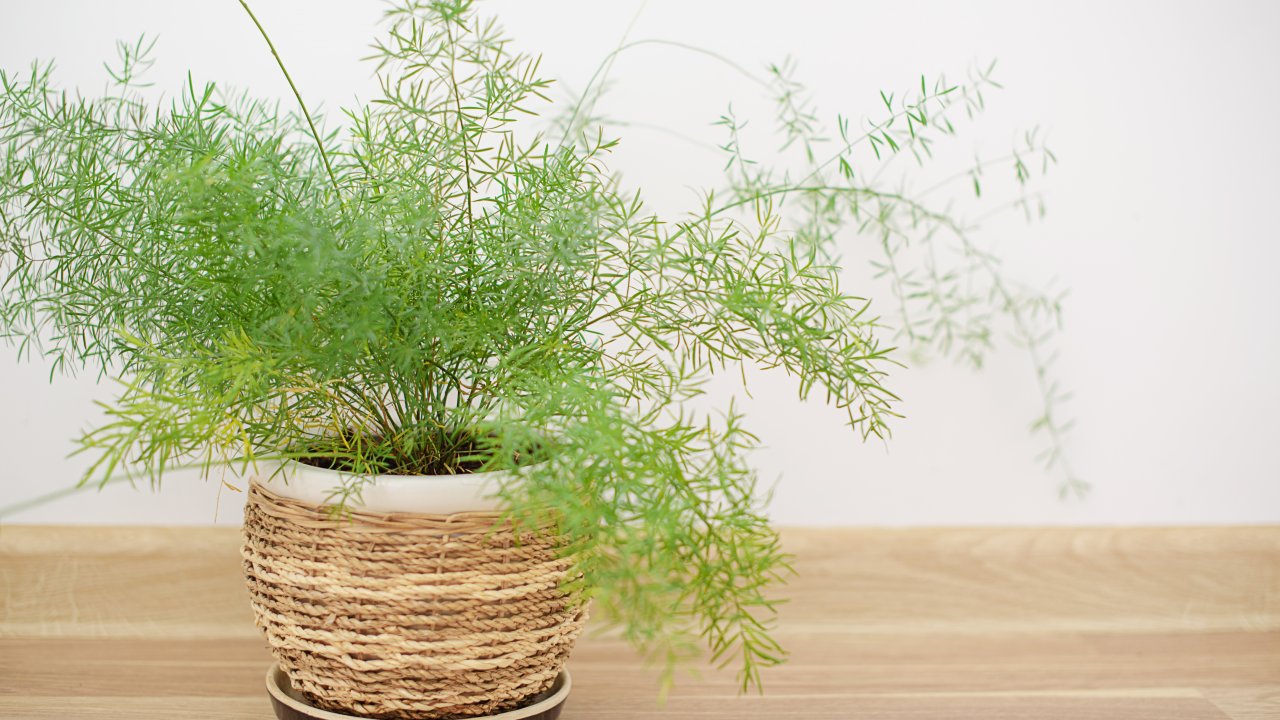 ТЕСТ: Знаете ли вы такое декоративно-лиственное комнатное растение?