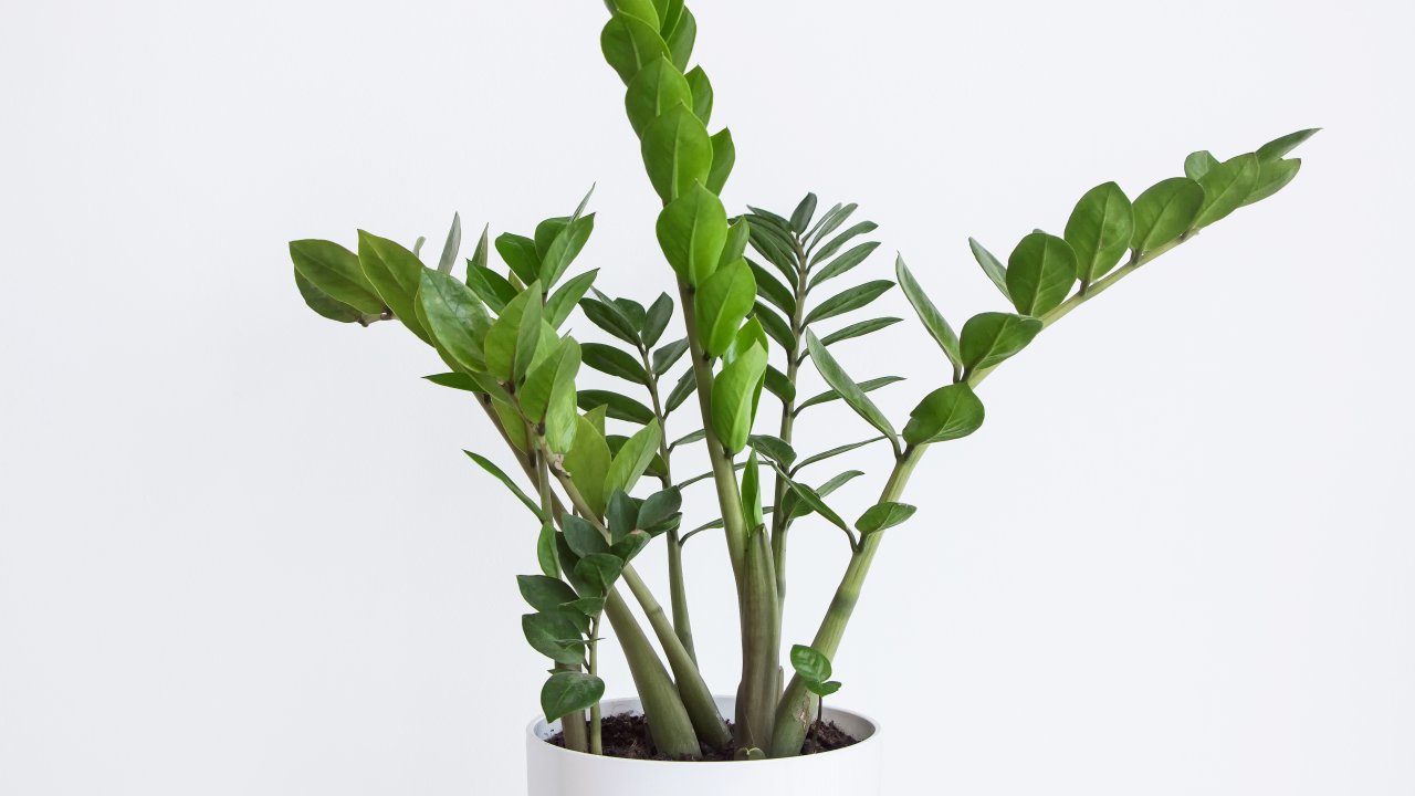 ТЕСТ: Знаете ли вы такое декоративно-лиственное комнатное растение?