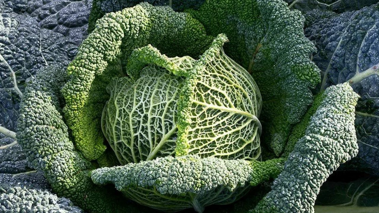 ТЕСТ: Угадайте разновидность капусты!