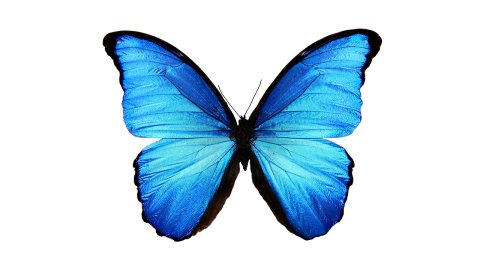 Знакомы ли вы с красивейшими бабочками мира?