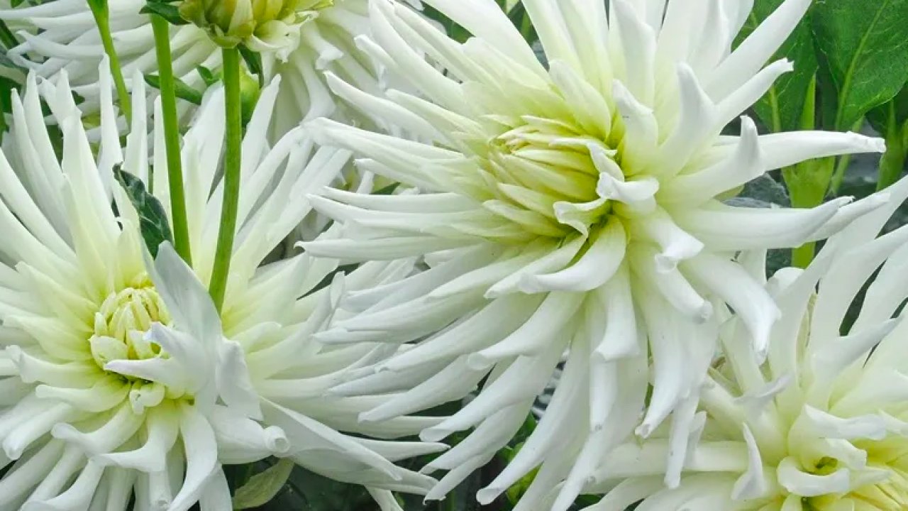 Уайт стар георгин. Георгин шато де лабурдезьер. Уайт стар георгин. Георгины вайт. White aster георгин.