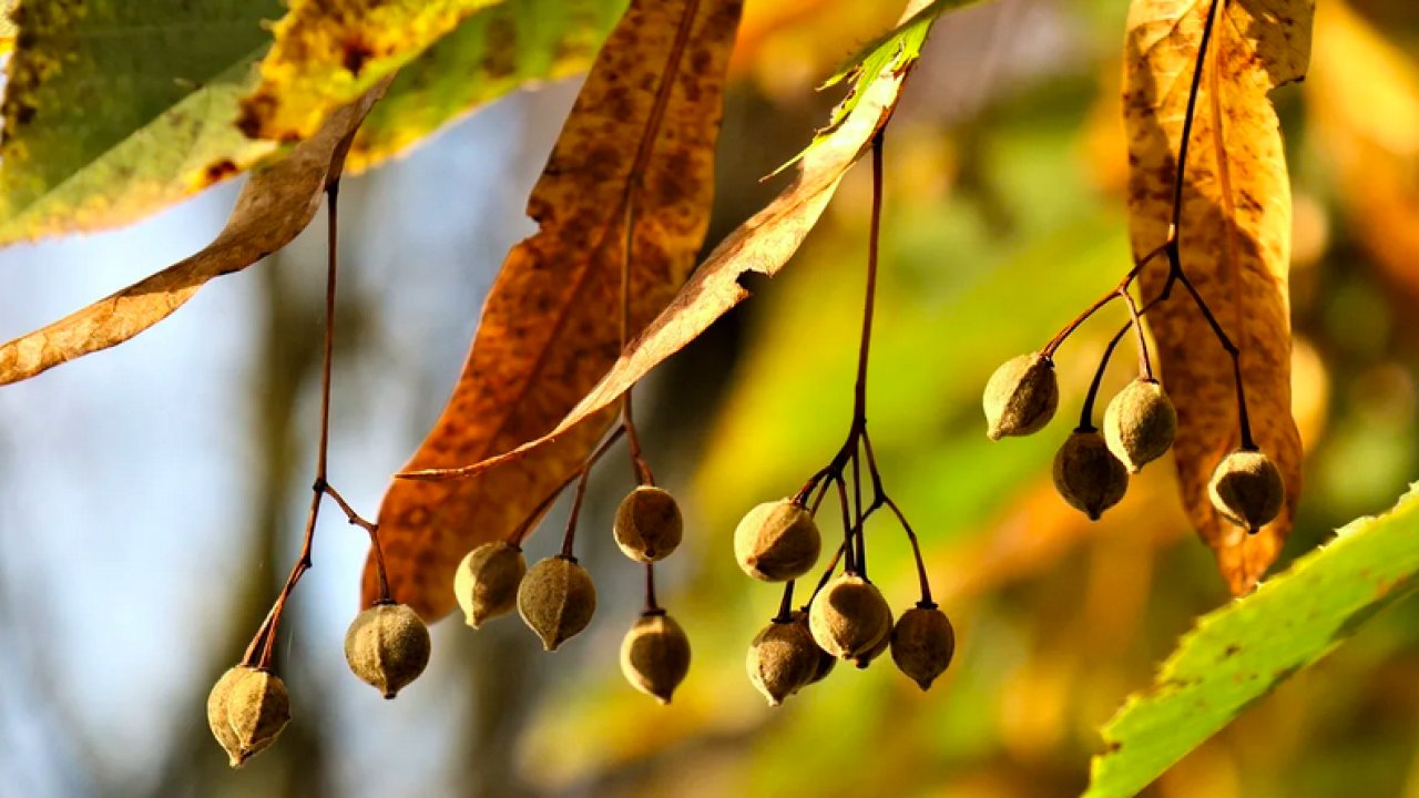 ТЕСТ: Как выглядят деревья осенью? — Teletesto: тесты, викторины и видео  для самых любопытных
