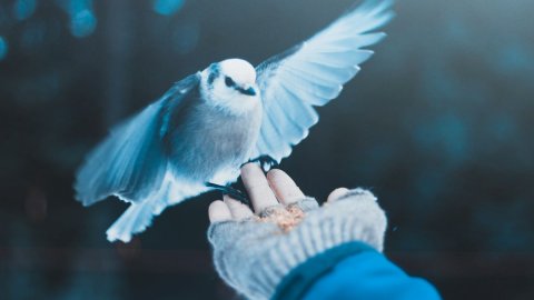 ТЕСТ: Каких птиц можно встретить зимой в Москве?