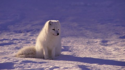 ТЕСТ: Какие животные меняют окрас зимой, а какие — нет?