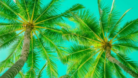 ТЕСТ: Настоящая пальма или нет?