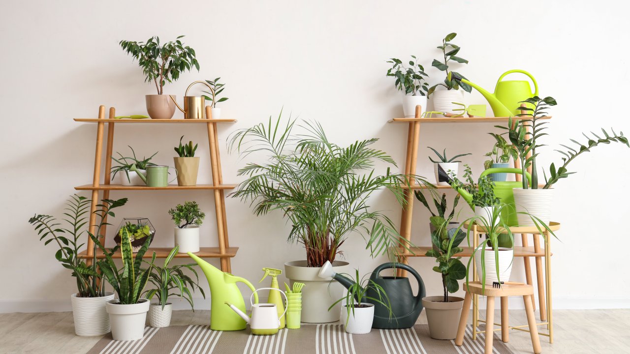 Какое ты комнатное растение