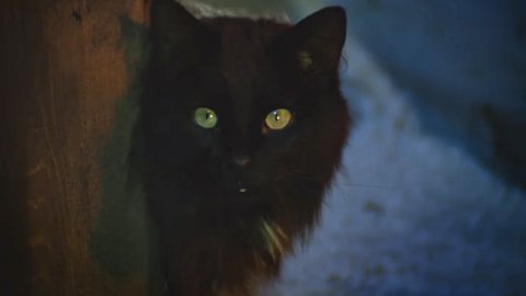 ТЕСТ: Угадайте, из какого фильма кошка!