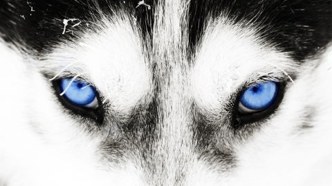 ТЕСТ: Какие животные меняют окрас зимой, а какие — нет?