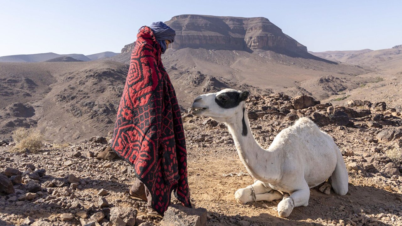 ТЕСТ: Насколько хорошо вы знаете животных из фильмов?
