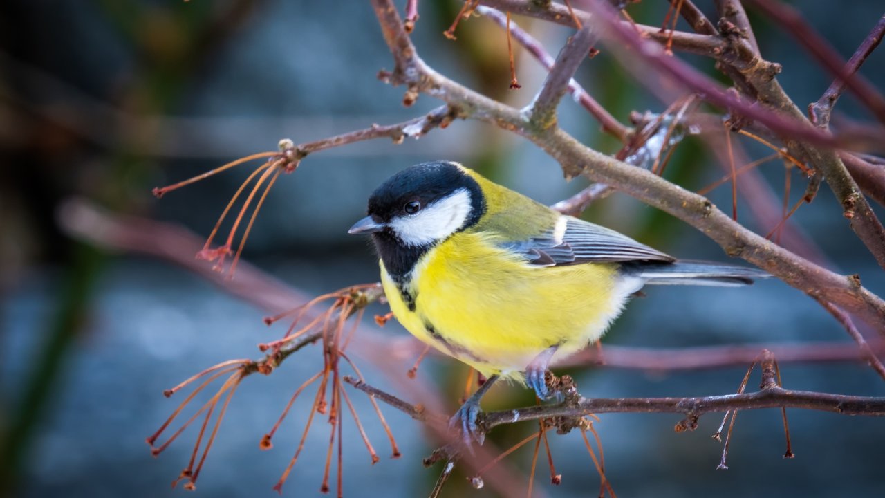 ТЕСТ: Каких птиц можно встретить зимой в Москве?