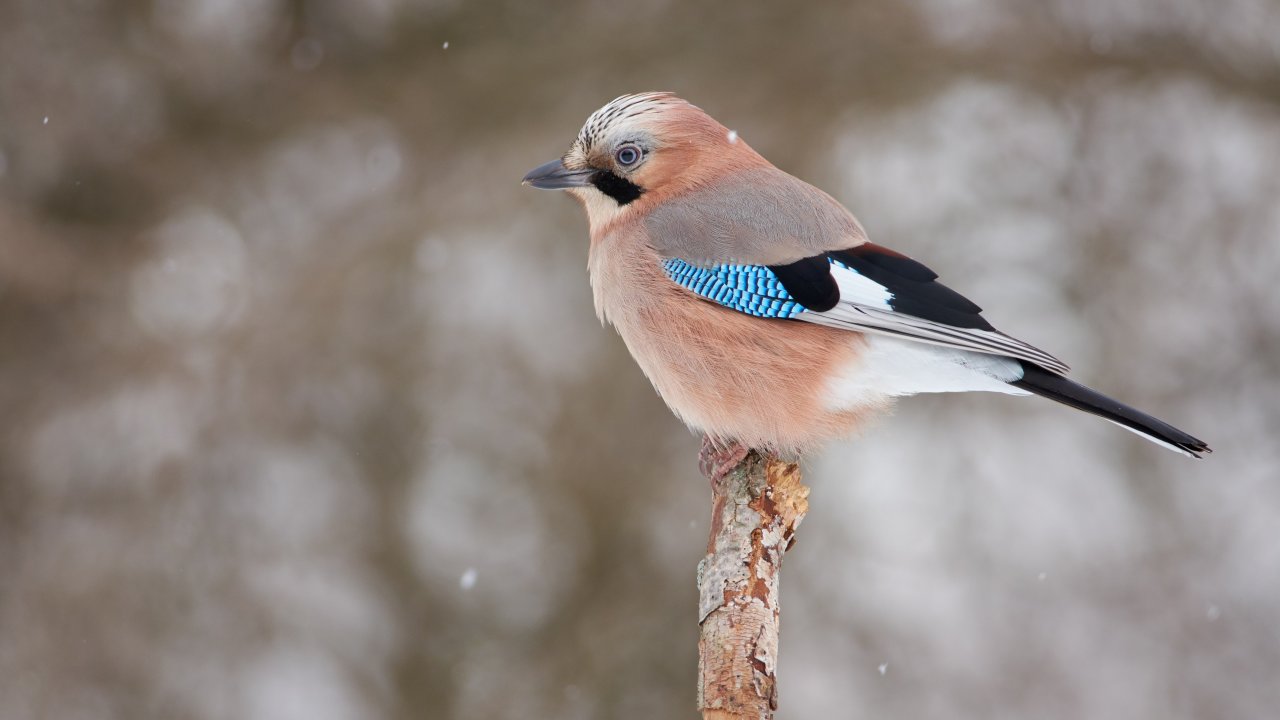 ТЕСТ: Каких птиц можно встретить зимой в Москве?