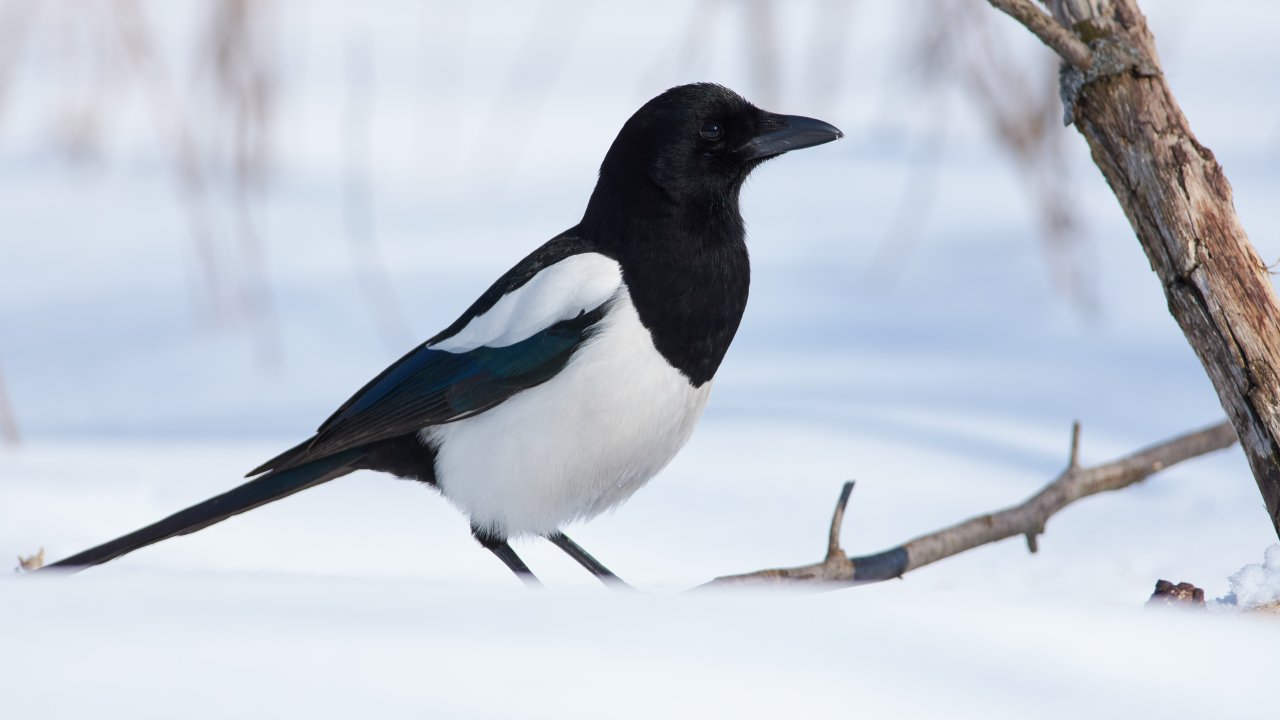 ТЕСТ: Каких птиц можно встретить зимой в Москве?