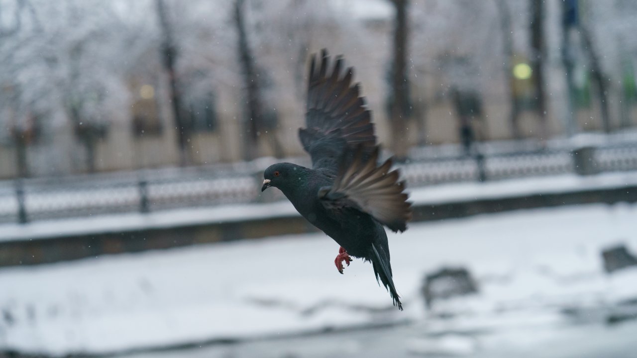 ТЕСТ: Каких птиц можно встретить зимой в Москве?