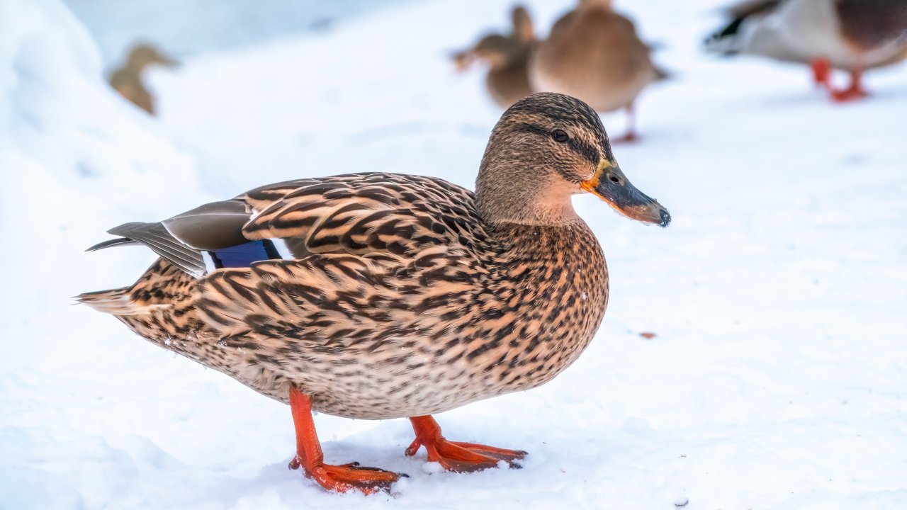 ТЕСТ: Каких птиц можно встретить зимой в Москве?