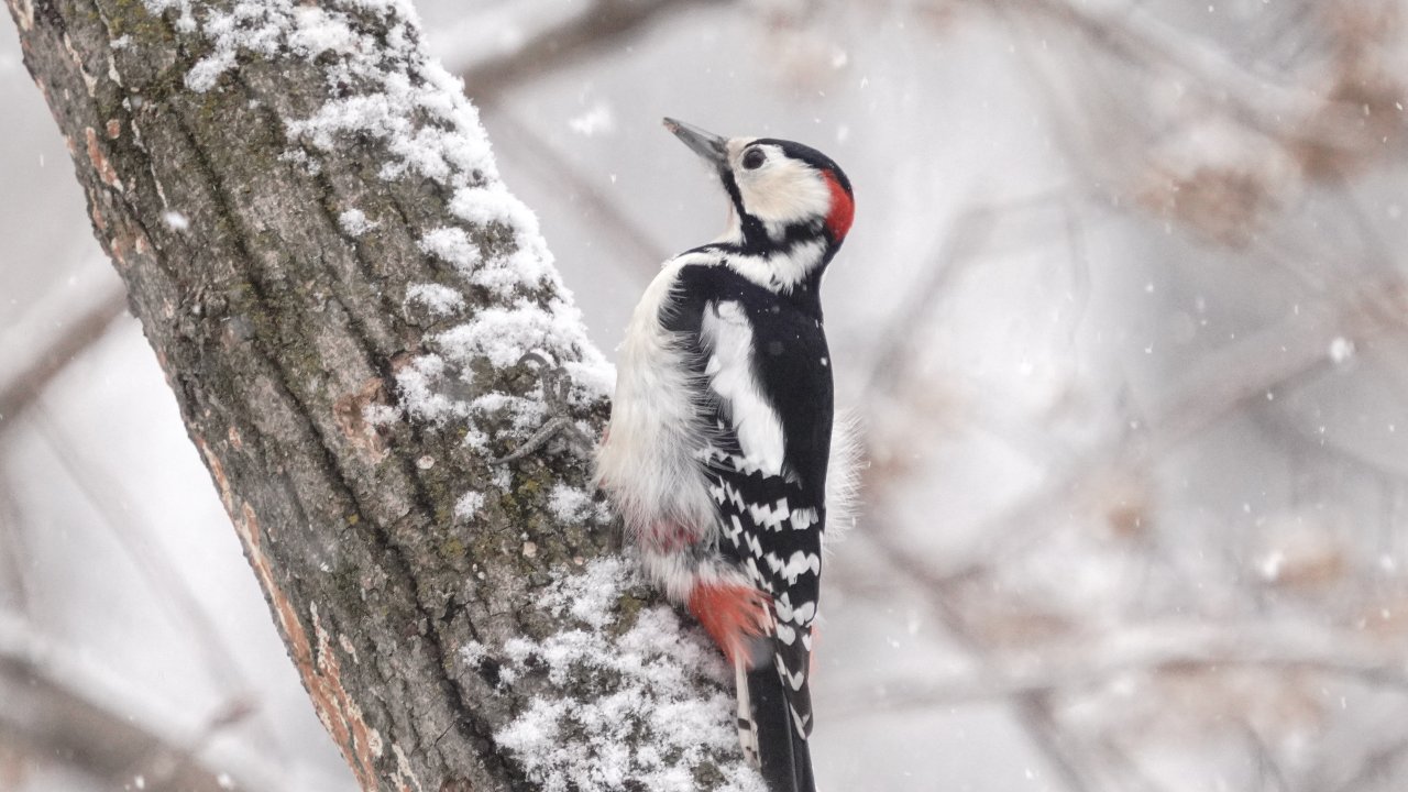 ТЕСТ: Каких птиц можно встретить зимой в Москве?