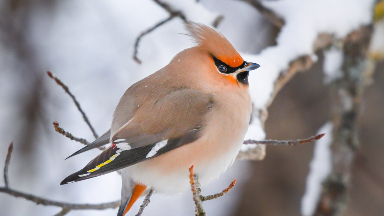 ТЕСТ: Каких птиц можно встретить зимой в Москве?