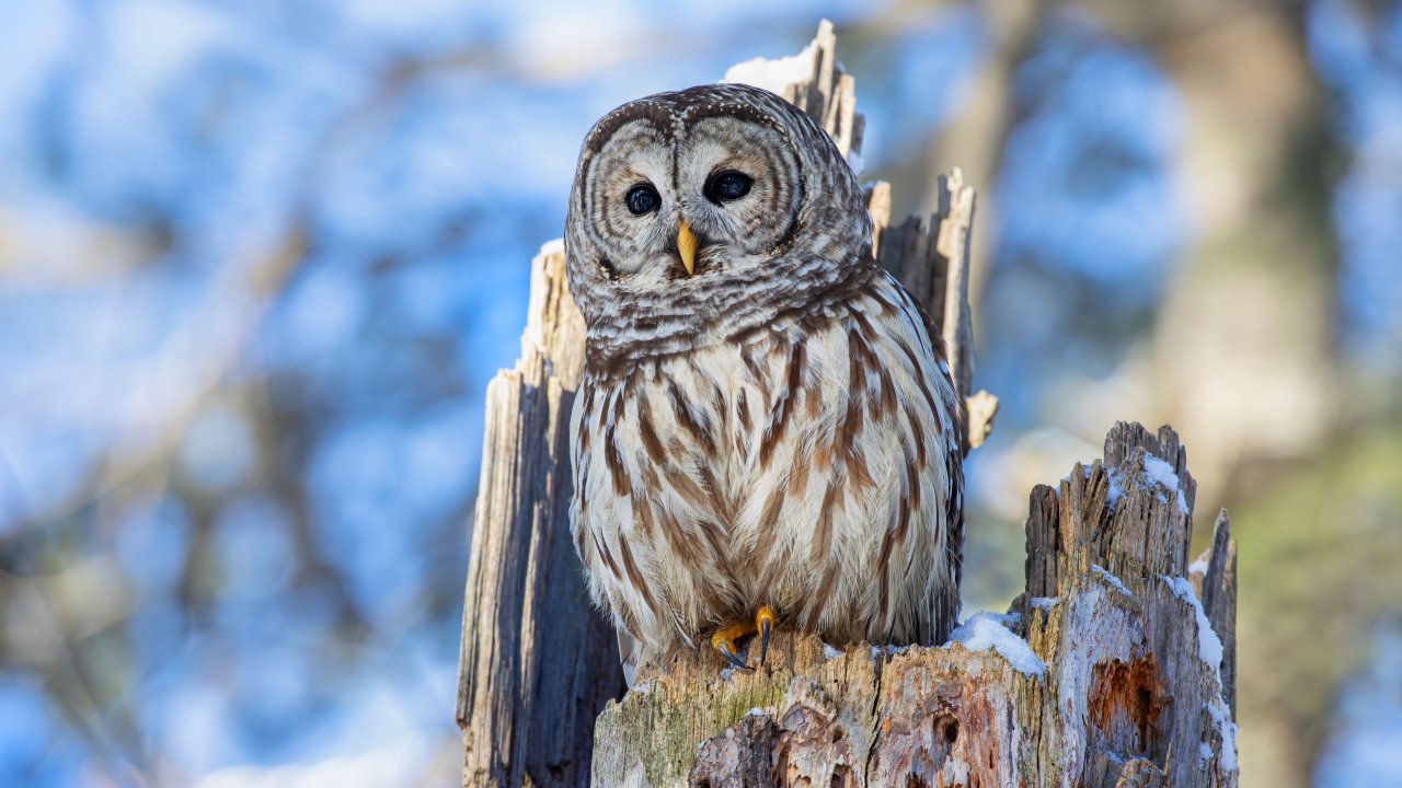 ТЕСТ: Каких птиц можно встретить зимой в Москве?