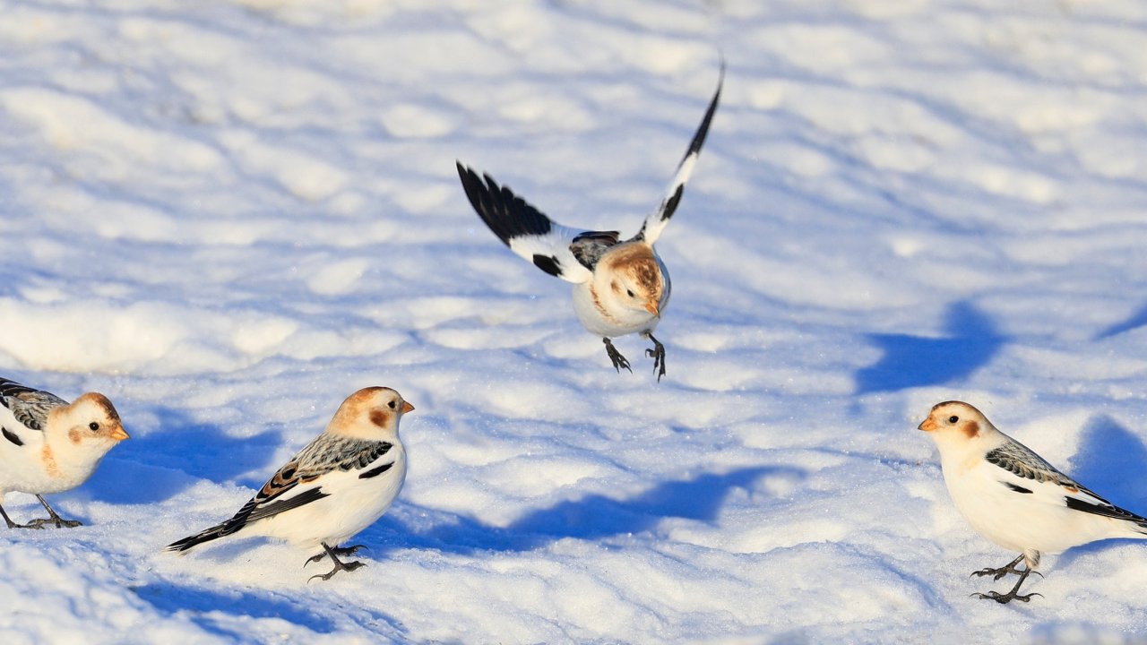 ТЕСТ: Каких птиц можно встретить зимой в Москве?