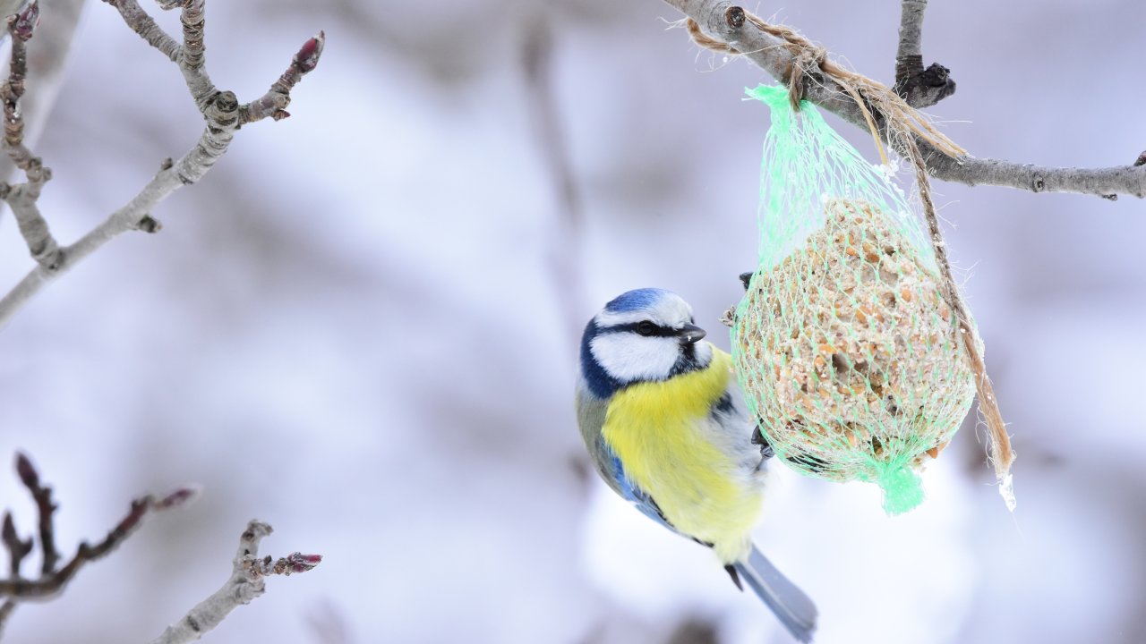 ТЕСТ: Каких птиц можно встретить зимой в Москве?