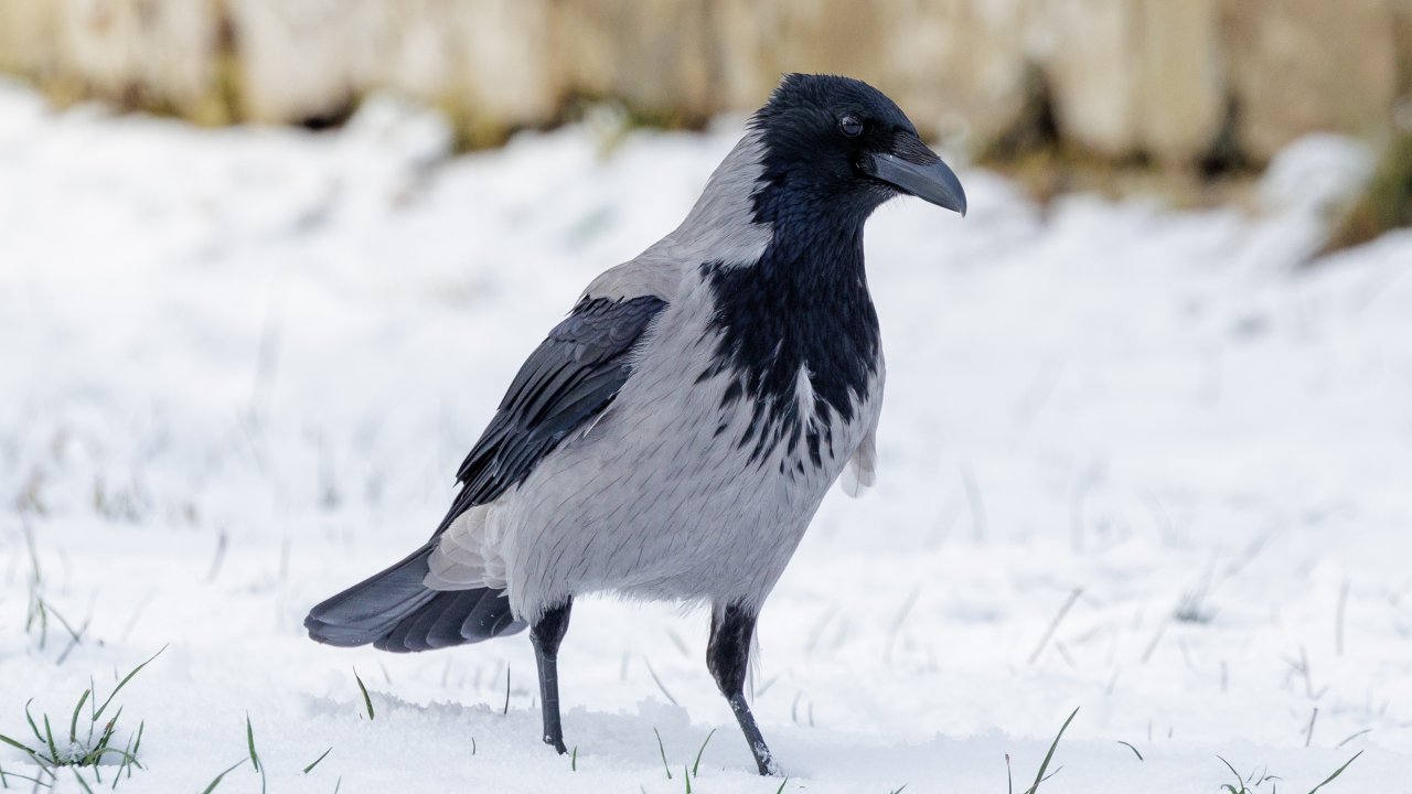 ТЕСТ: Каких птиц можно встретить зимой в Москве?
