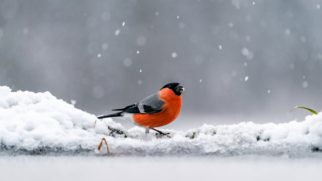 ТЕСТ: Каких птиц можно встретить зимой в Москве?