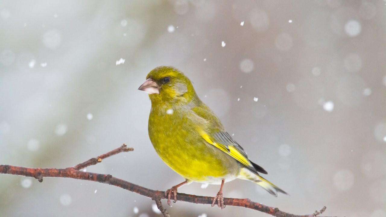 ТЕСТ: Каких птиц можно встретить зимой в Москве?