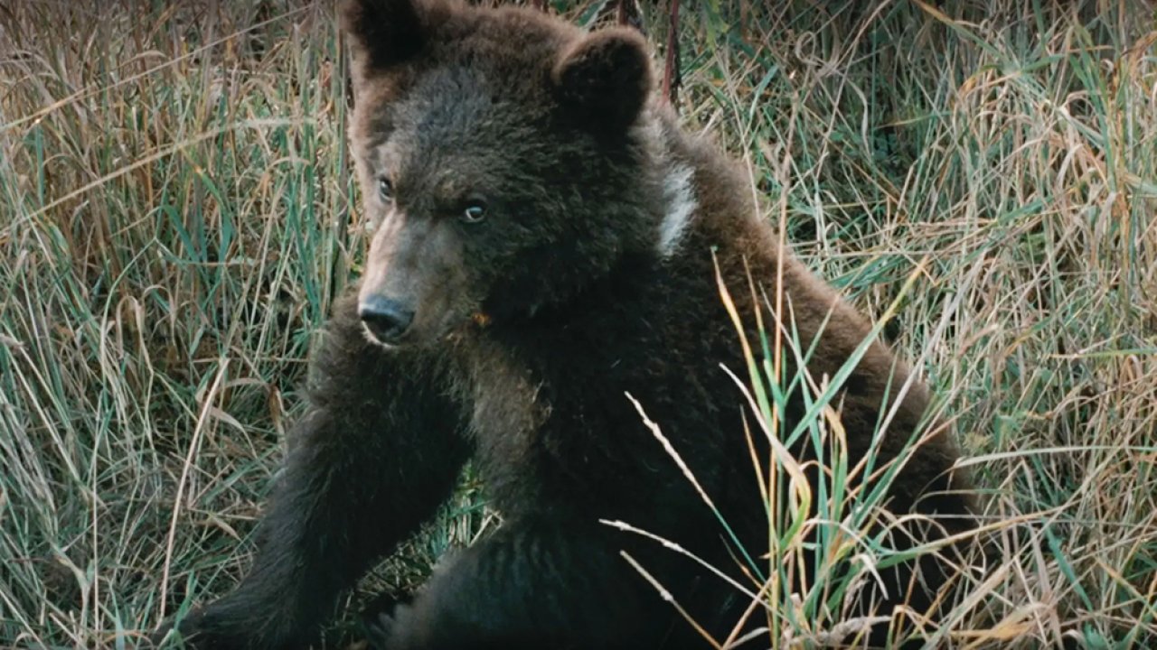 ТЕСТ: Насколько хорошо вы знаете животных из фильмов?