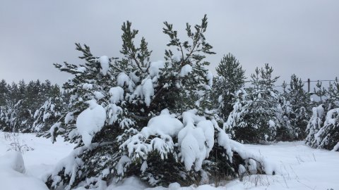 ТЕСТ: Угадайте, кто оставил след на снегу