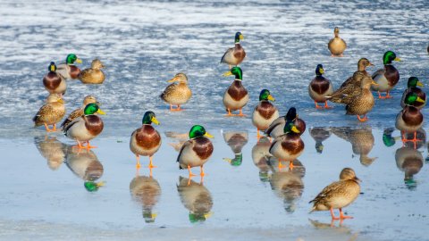 ТЕСТ: Угадайте перелётную птицу